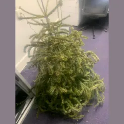 £30 christmas tree removal as an example of how to dispose of rubbish in oxford
