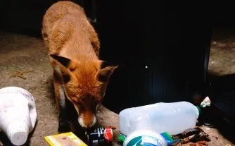 too much rubbish for wheelie bin and fox